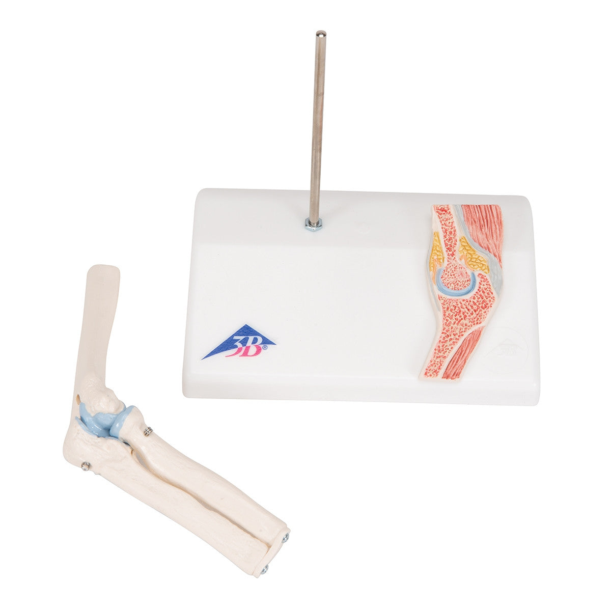 Mini Elbow Joint Model with Cross-Section