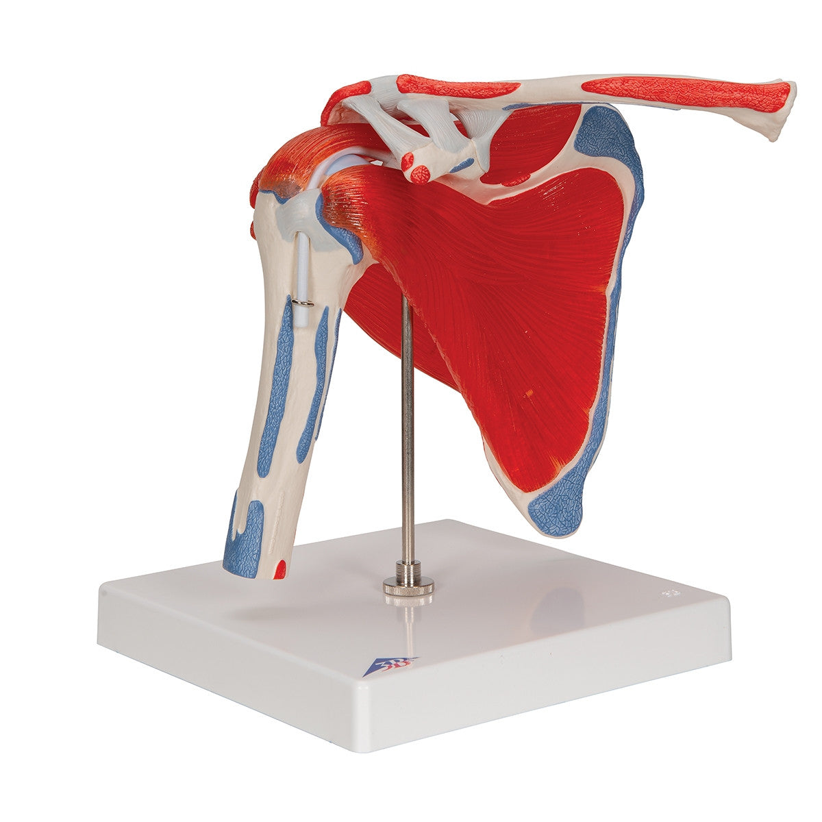 Shoulder Joint Model with Rotator Cuff Muscles (5 part)
