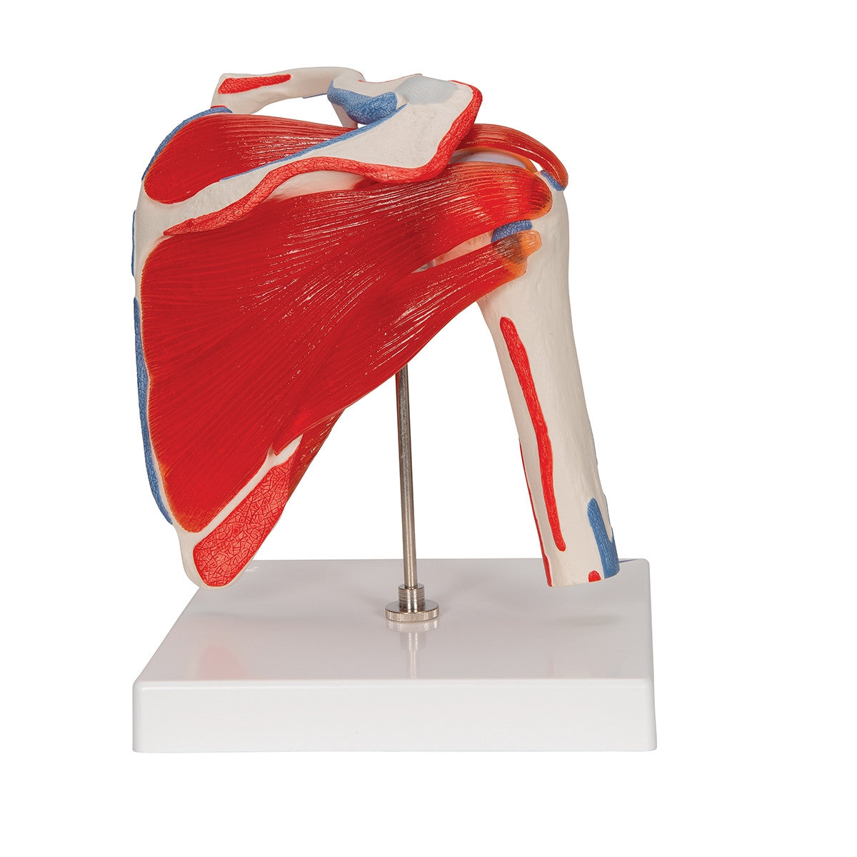Shoulder Joint Model with Rotator Cuff Muscles (5 part)