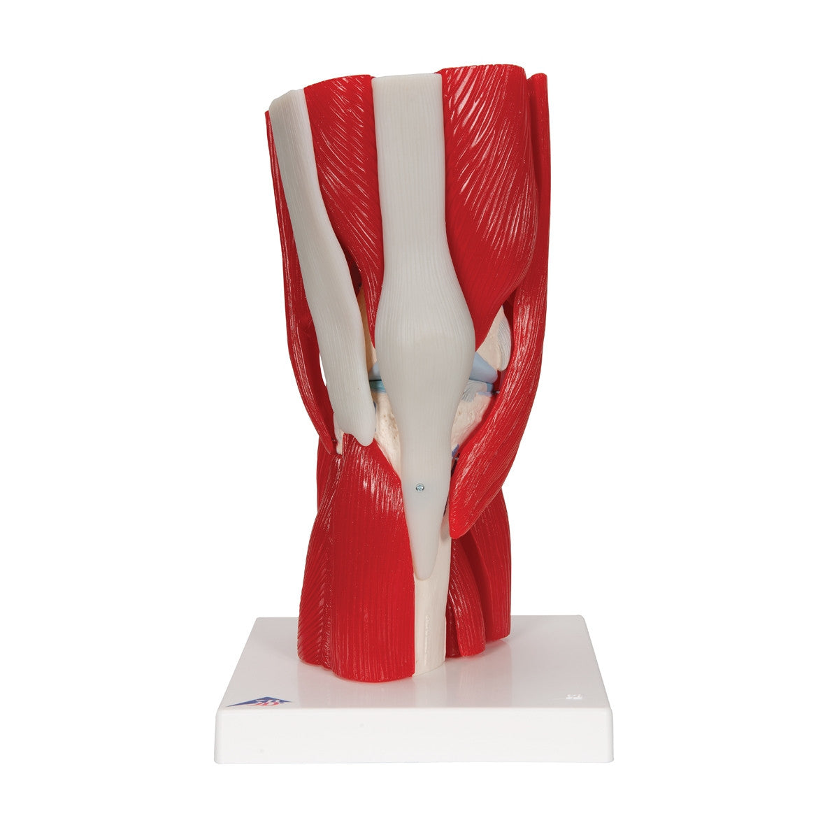Knee Joint Model with Removable Muscles (12 part)