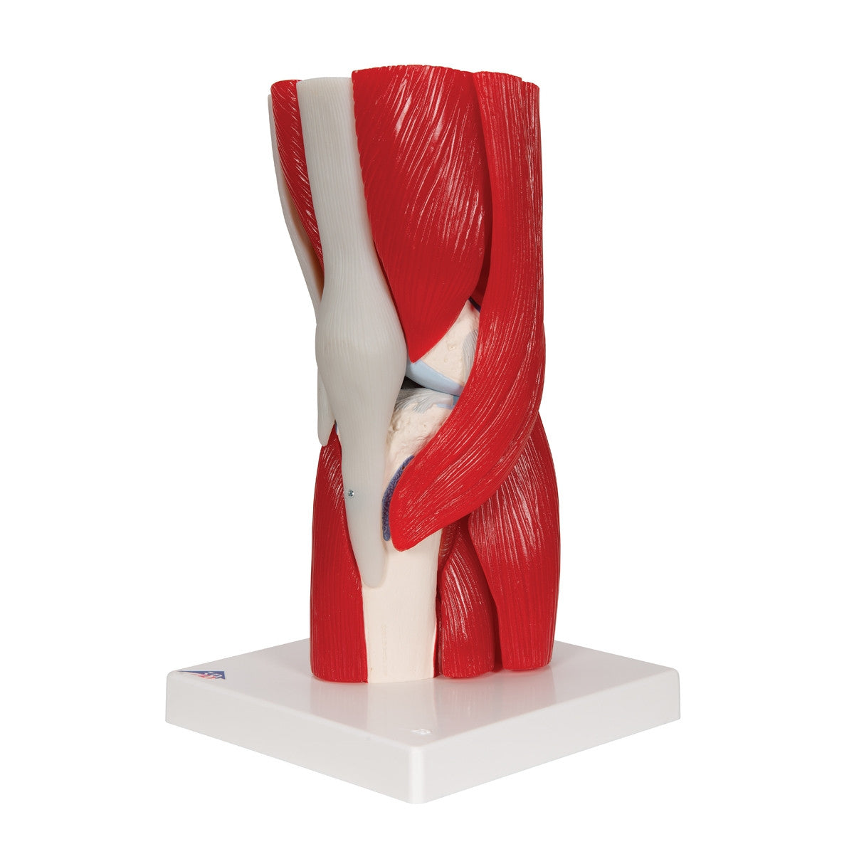 Knee Joint Model with Removable Muscles (12 part)