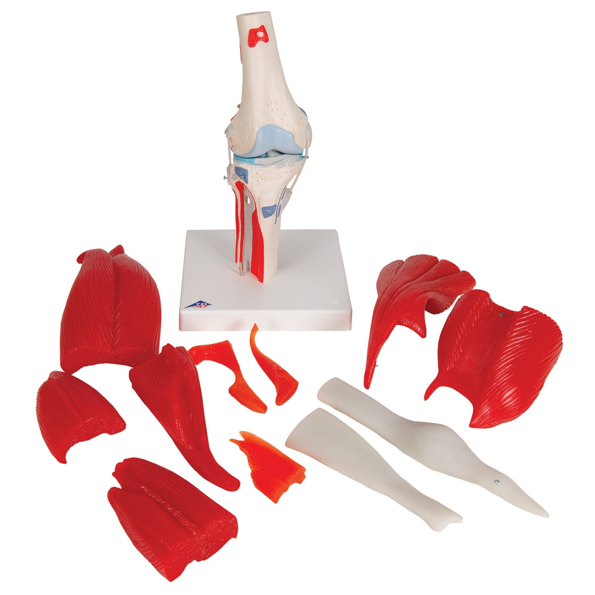 Knee Joint Model with Removable Muscles (12 part)