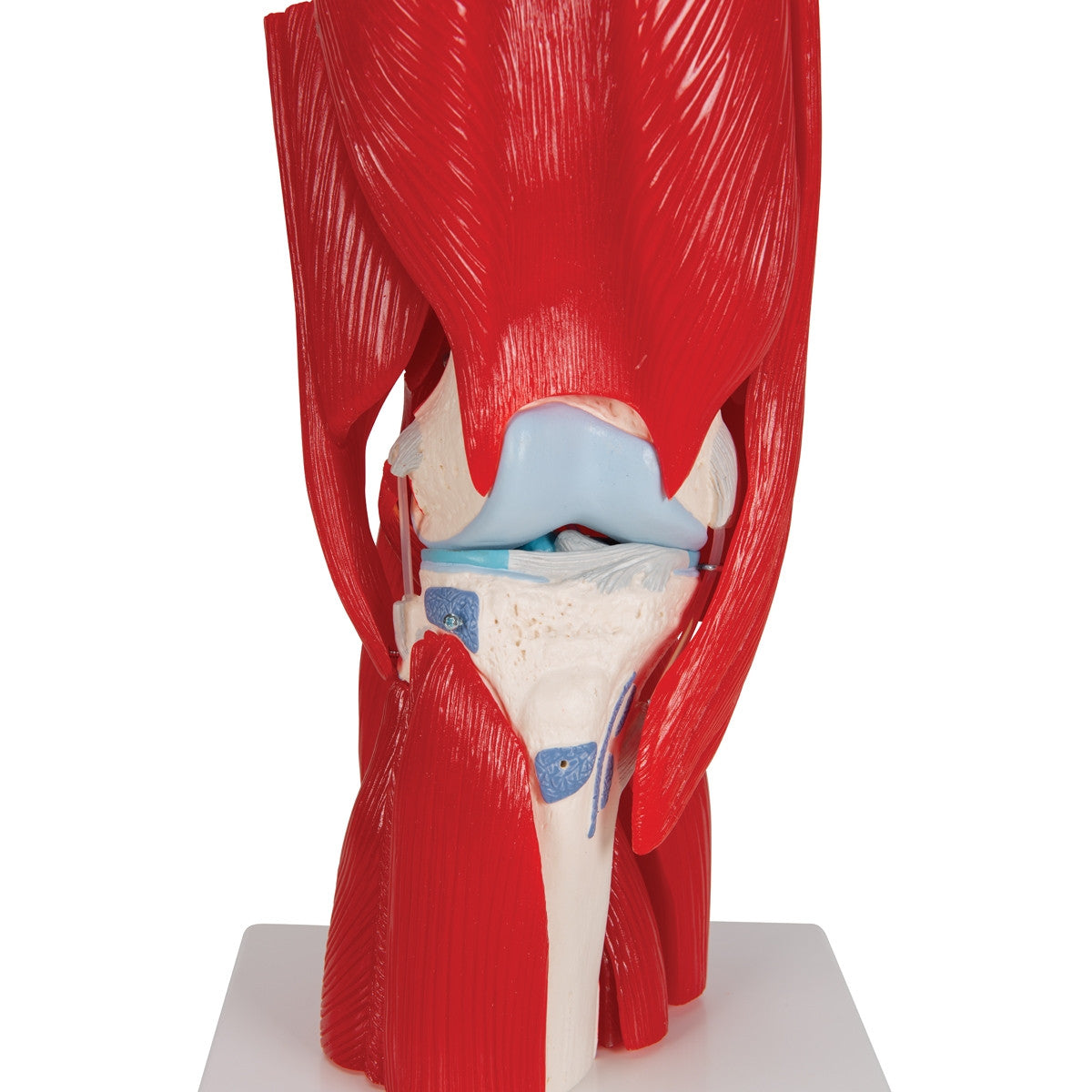 Knee Joint Model with Removable Muscles (12 part)