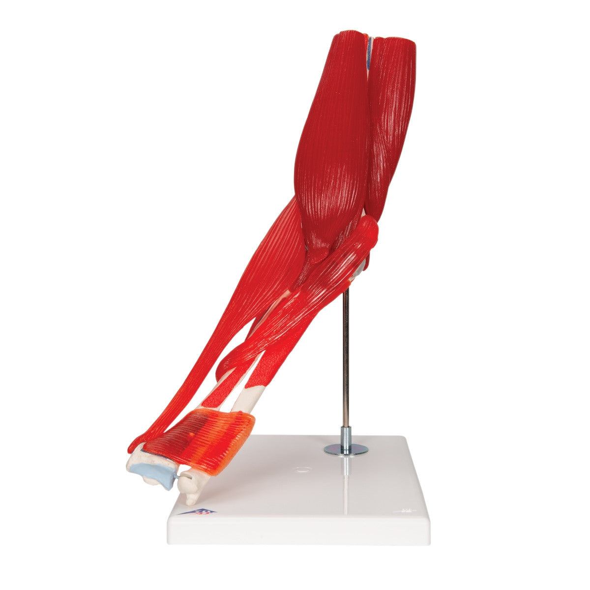 Elbow Joint Model with Removable Muscles (8 part)