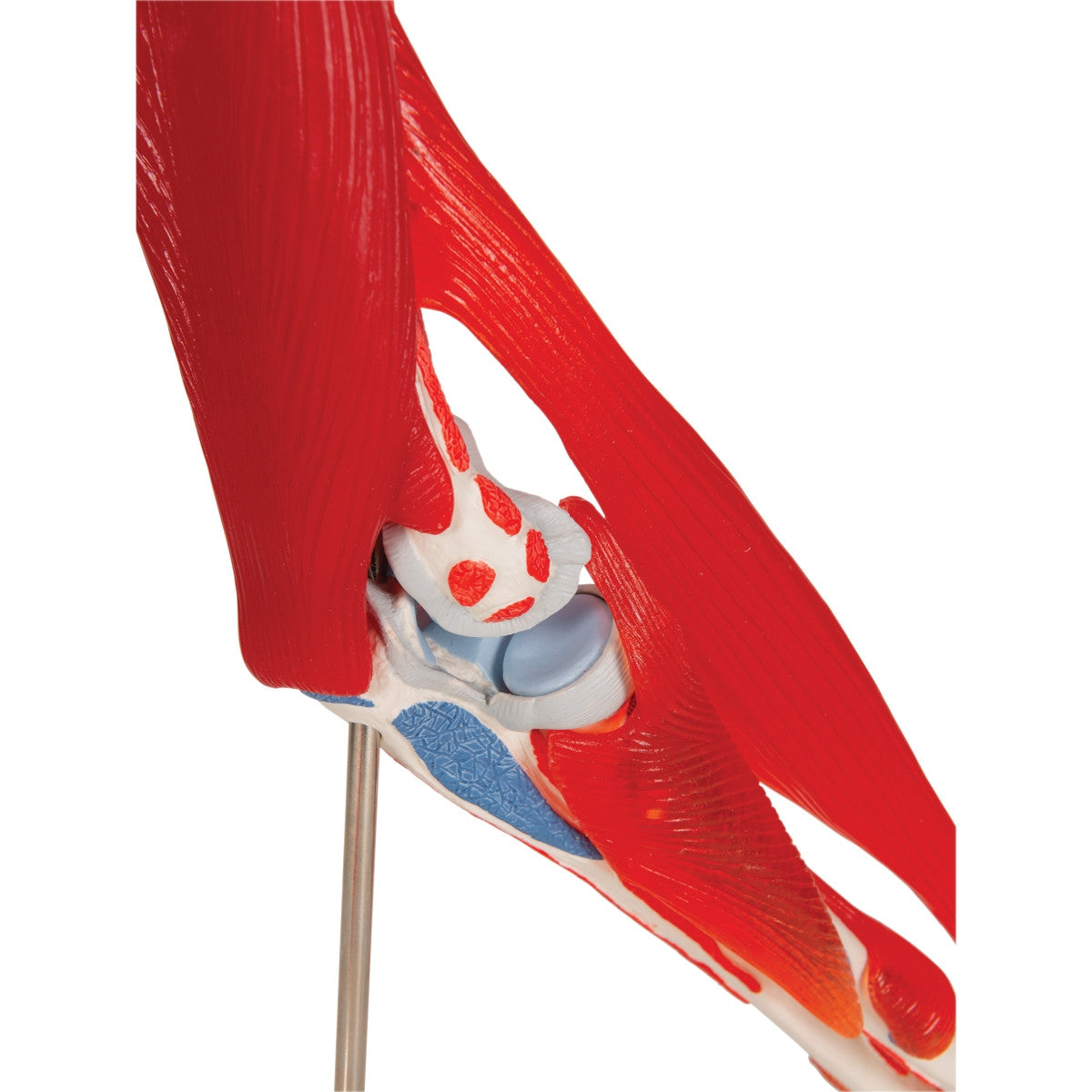 Elbow Joint Model with Removable Muscles (8 part)