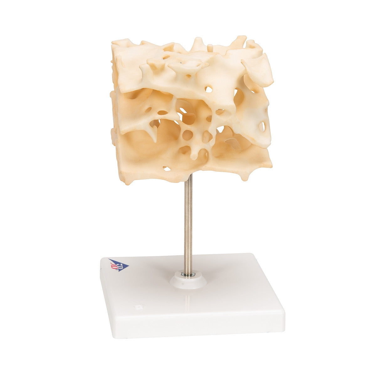 Cancellous Bone Model (x 100 enlarged)