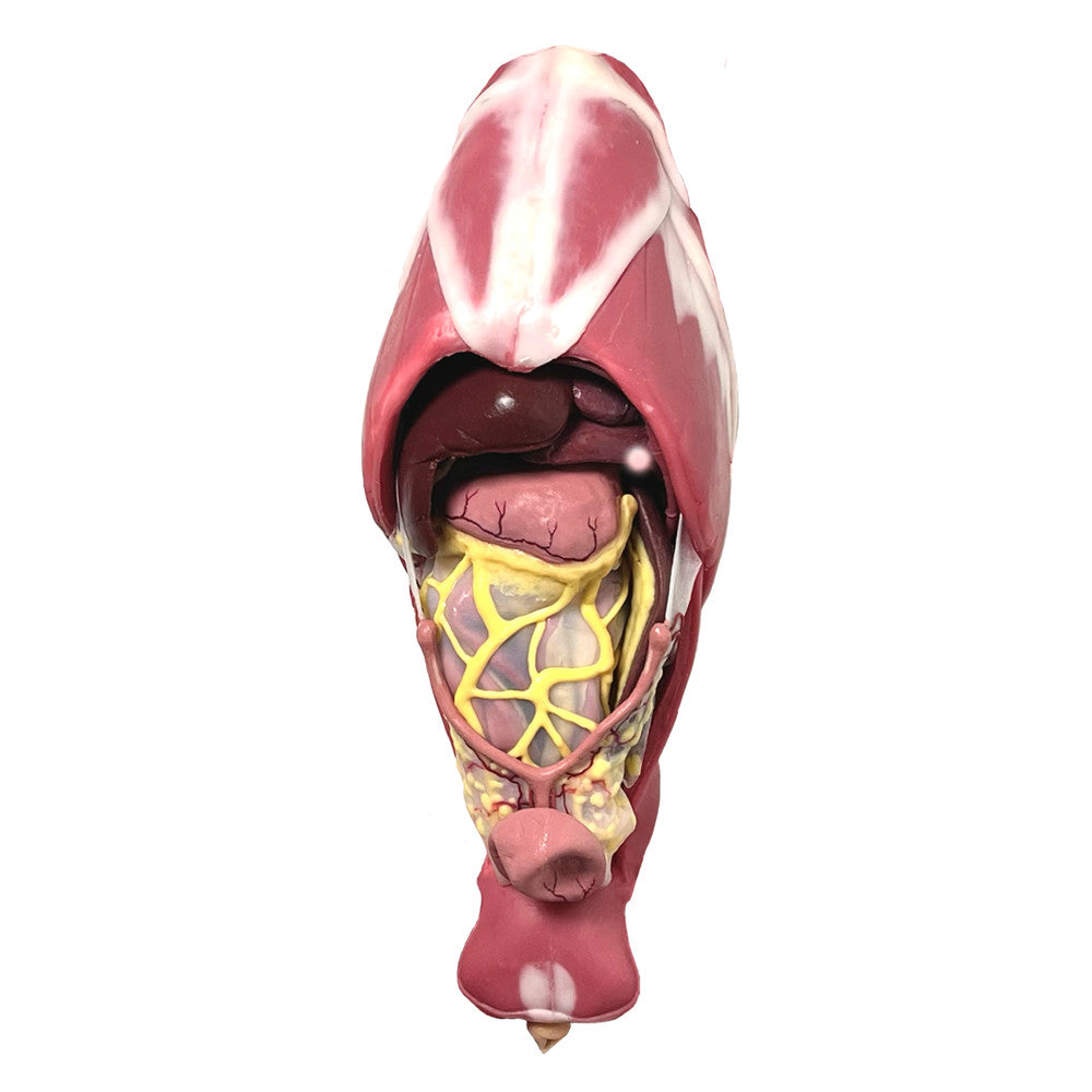 Canine Abdominal Surgical Trainer