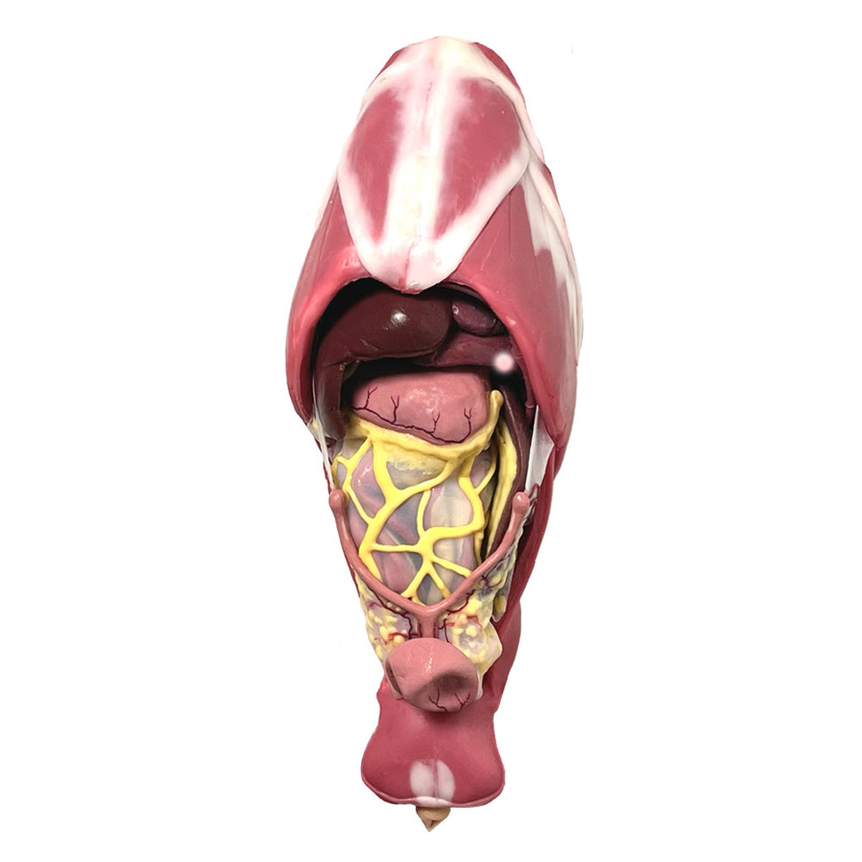 Canine Abdominal Surgical Trainer
