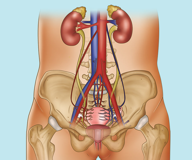 Abdomen Anatomy