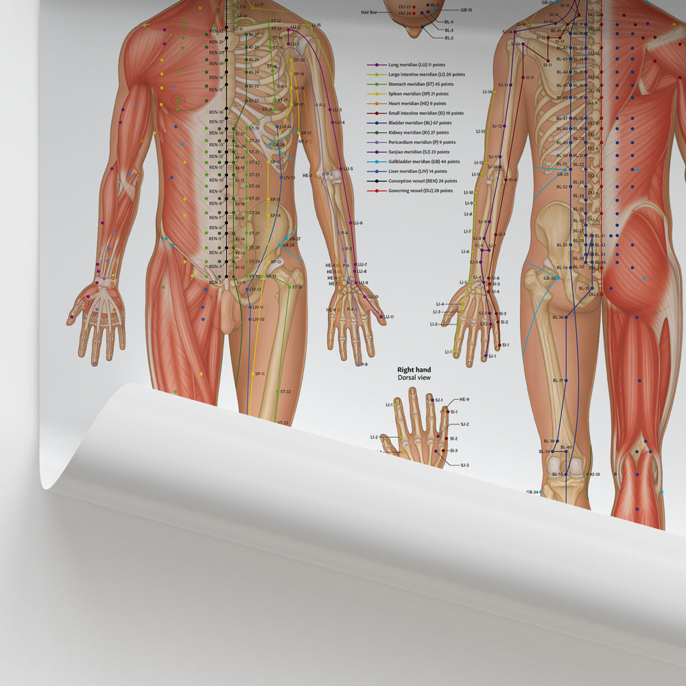 Acupuncture Points Chart / Poster - Part of Collection