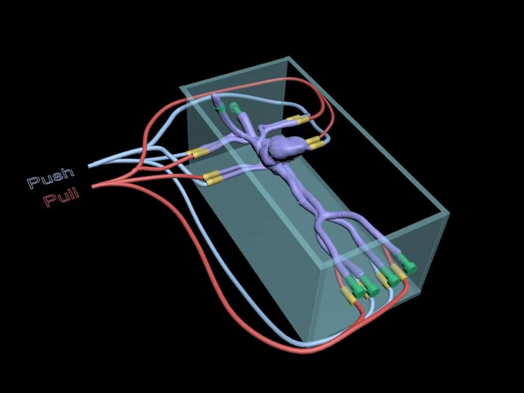 Adult Heart for X-Ray CT, US, MRI HT-A01 / HT-A02 image 5