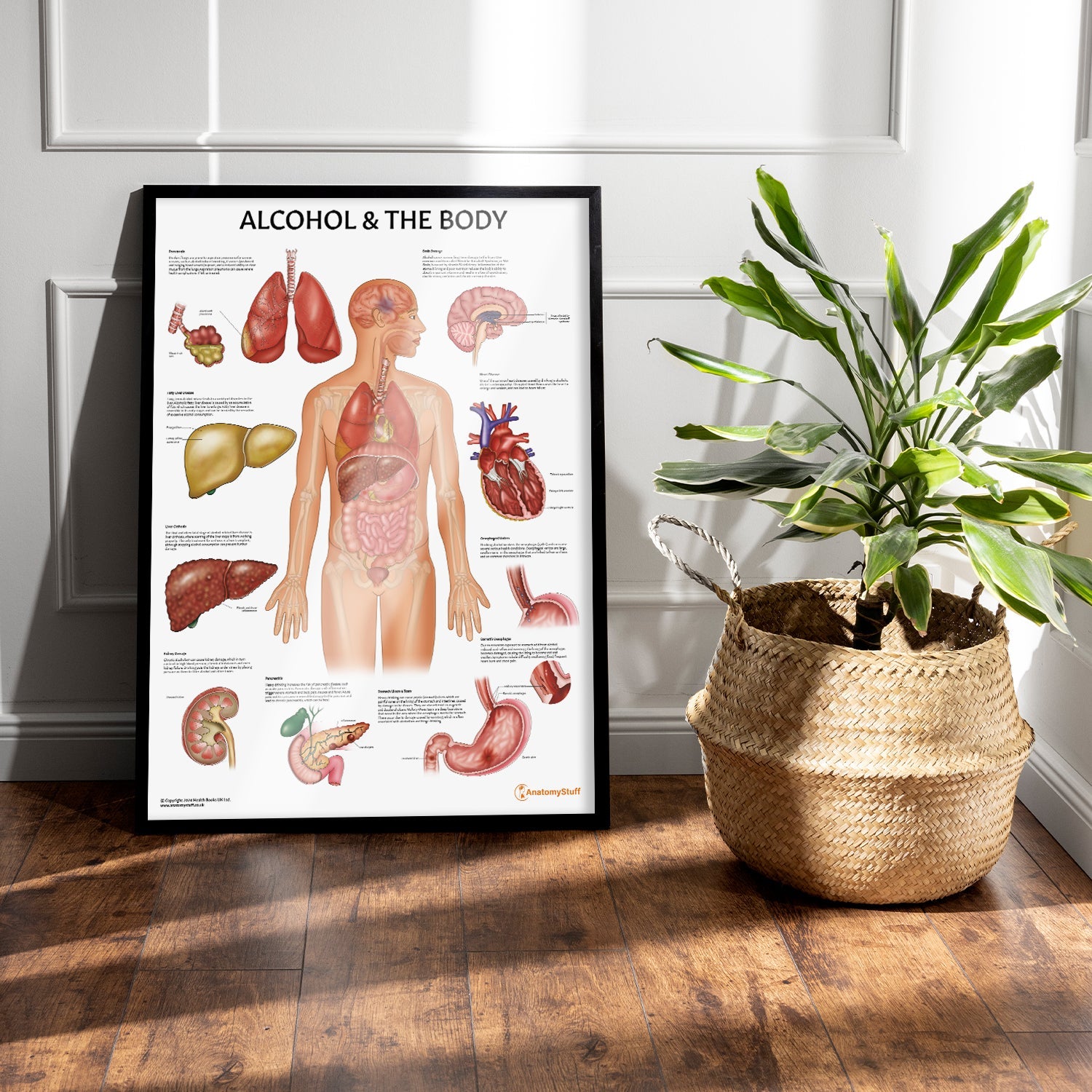Alcohol and The Body Chart / Poster