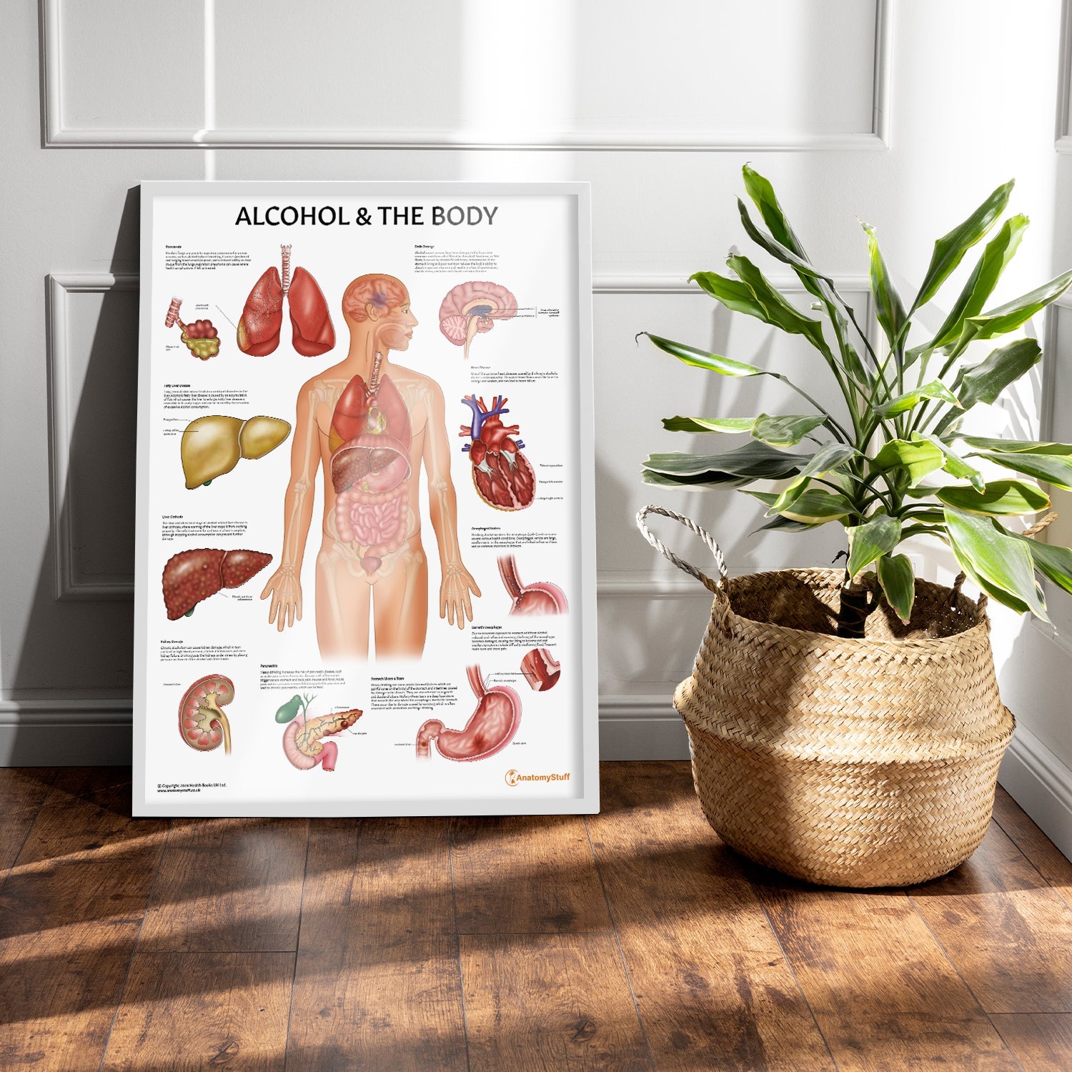 Alcohol and The Body Chart / Poster