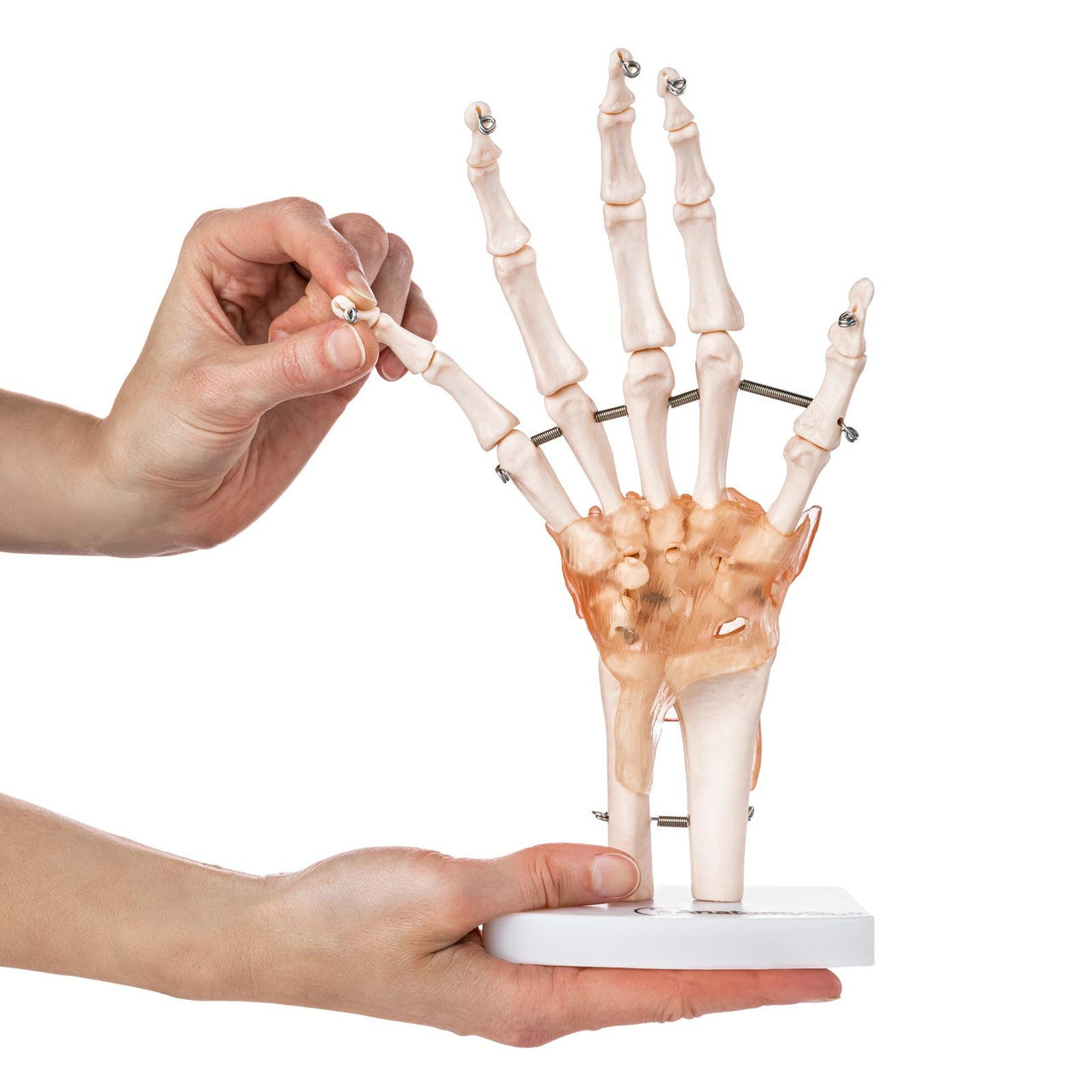 Budget Hand and Wrist Model with Ligaments