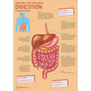 Switch Anatomy for Children Digestion Poster 3 image