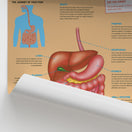 Switch Anatomy for Children: Digestion Chart / Poster 2 image