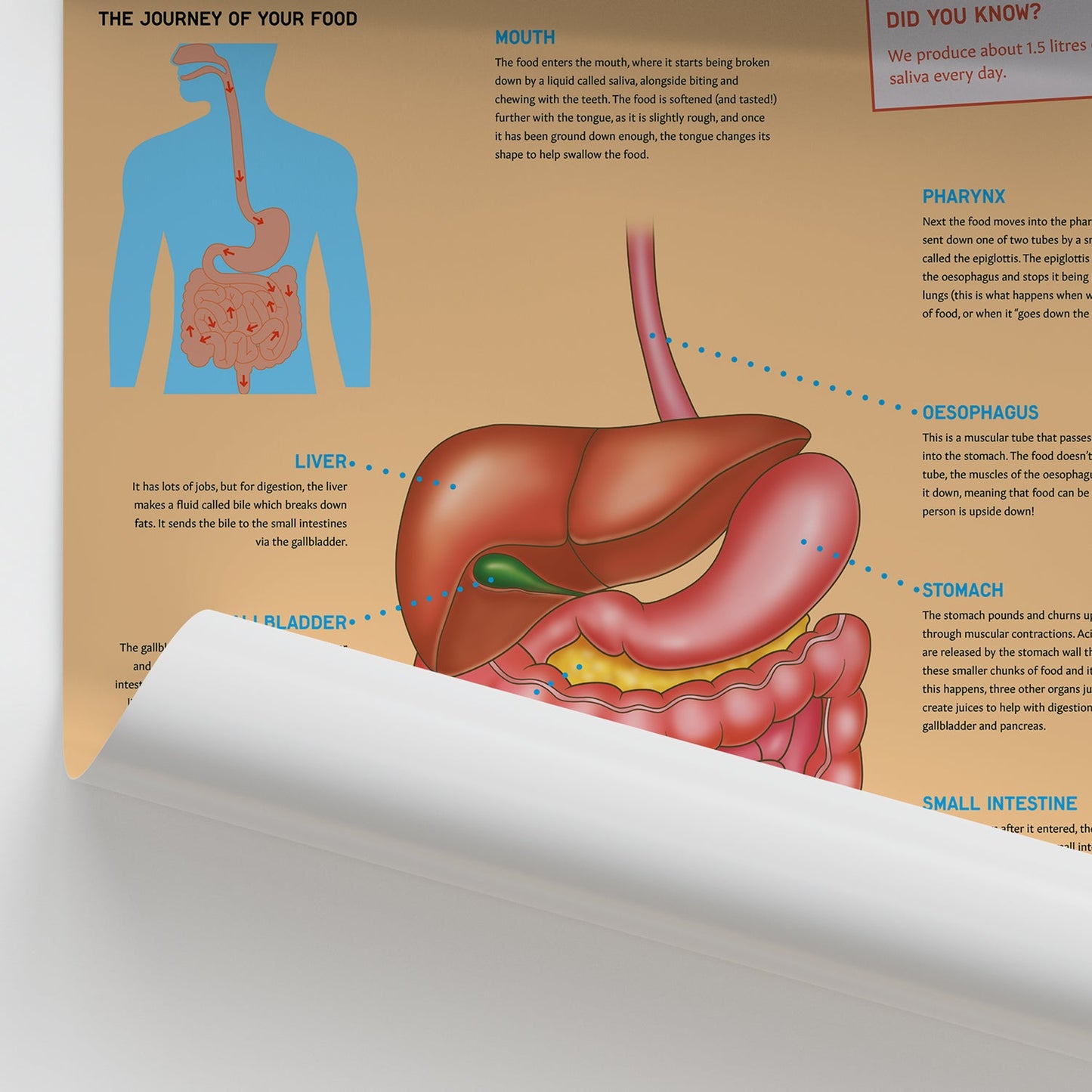 Anatomy for Children: Digestion Chart / Poster - Part of Collection