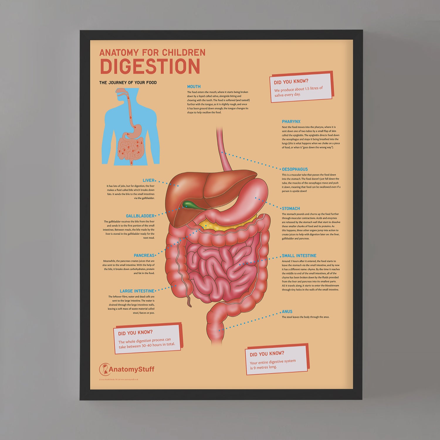 Anatomy for Children: Digestion Chart / Poster