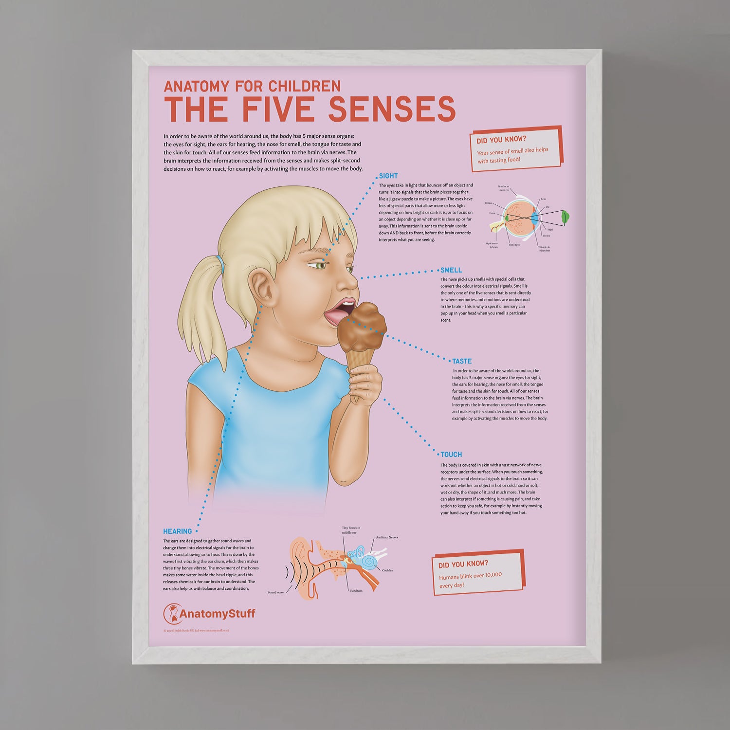 Anatomy for Children: The Five Senses Chart / Poster