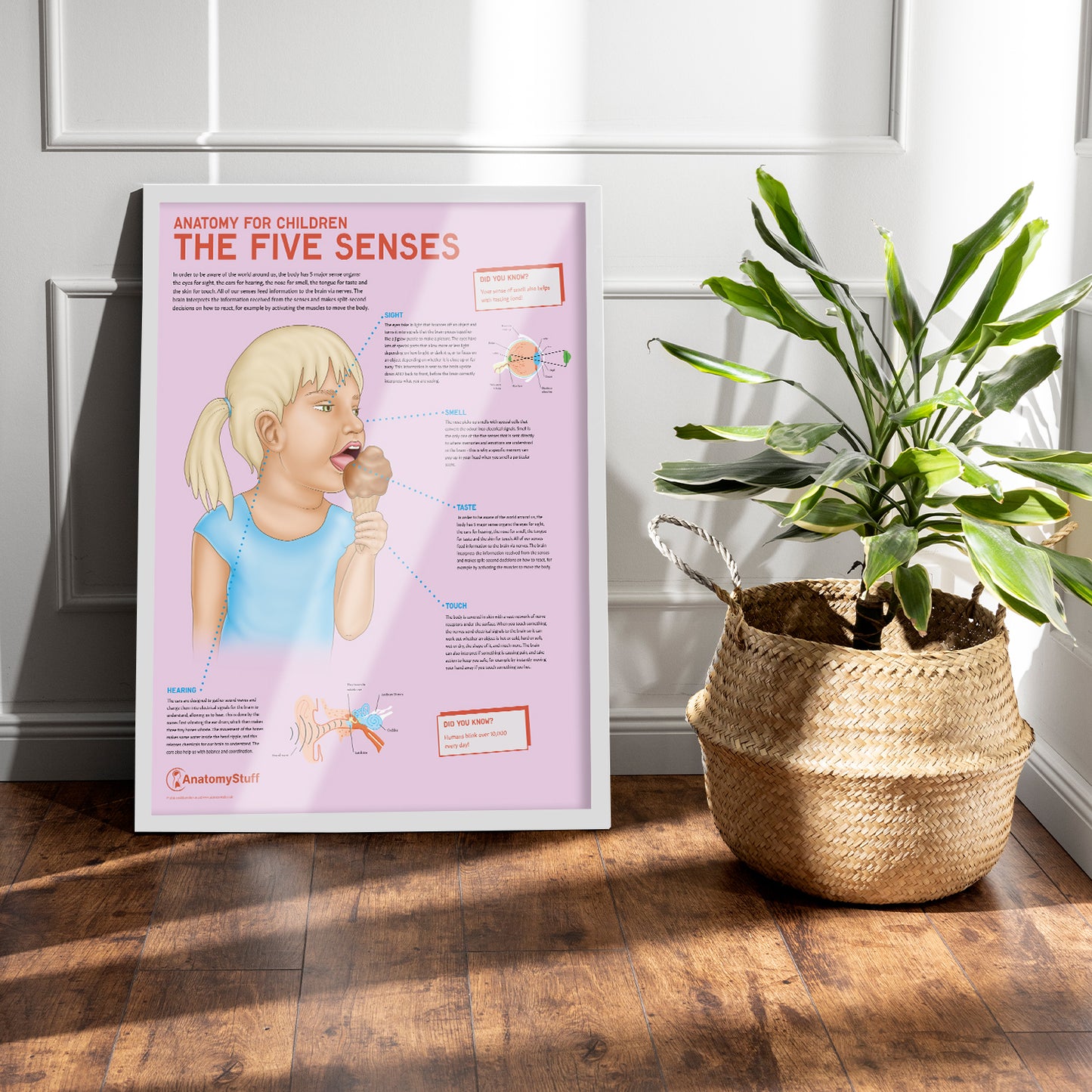 Anatomy for Children: The Five Senses Chart / Poster