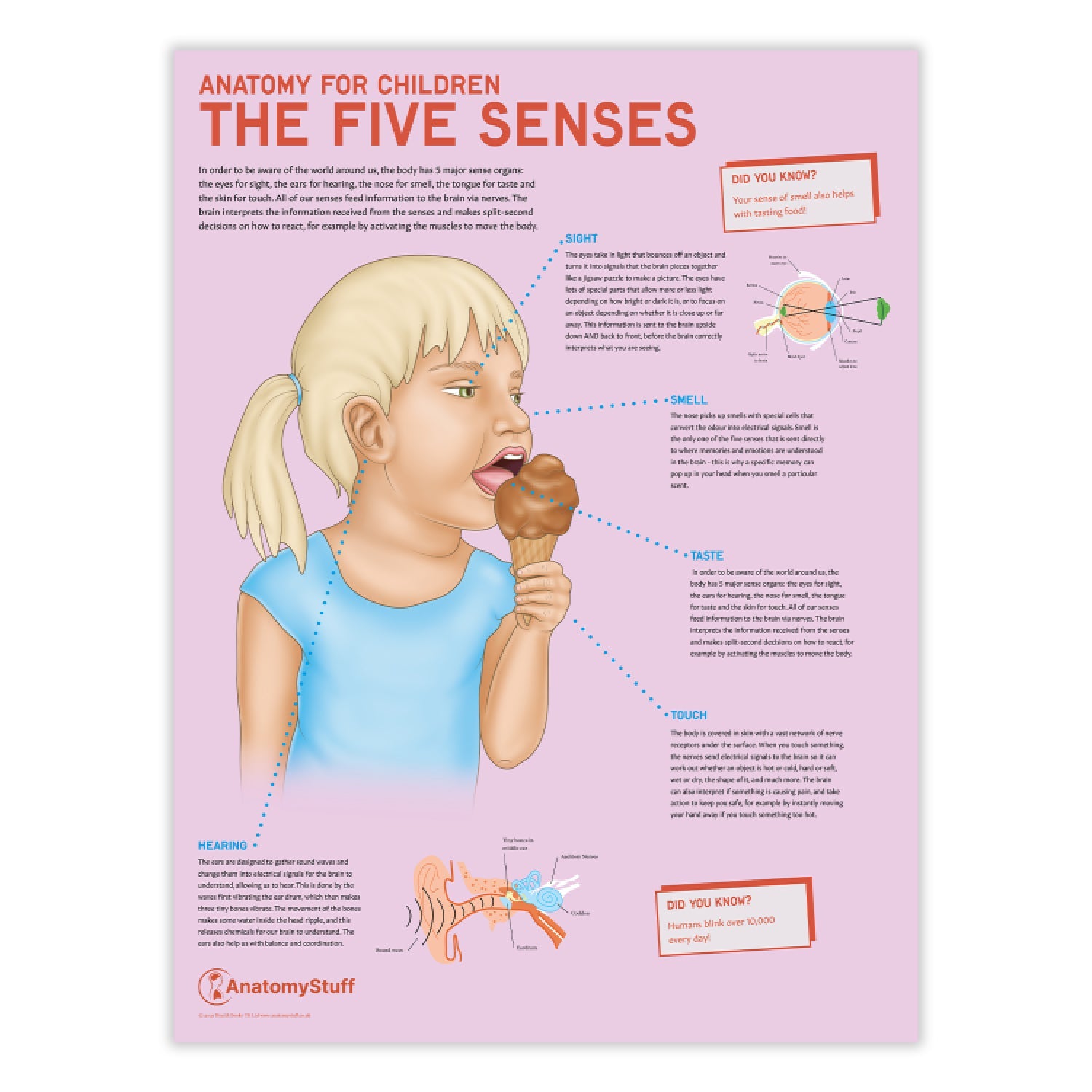 Anatomy for Children: The Five Senses Chart / Poster - Part of Collection