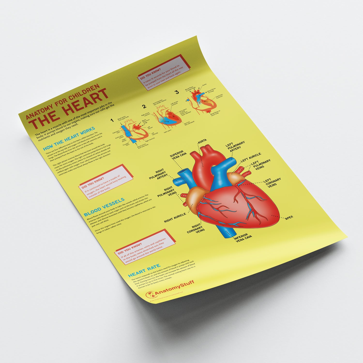 Anatomy for Children: The Heart Poster | School Anatomy – AnatomyStuff