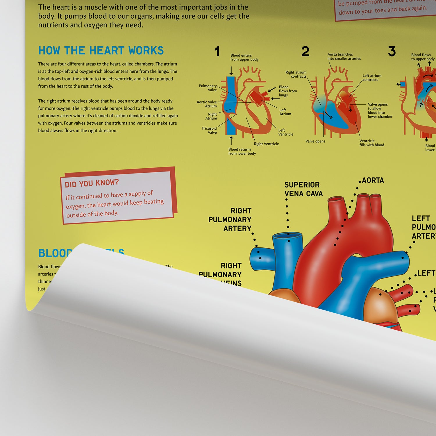 Anatomy for Children: The Heart Poster | School Anatomy – AnatomyStuff