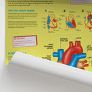 Switch Anatomy for Children: The Heart Chart / Poster 2 image