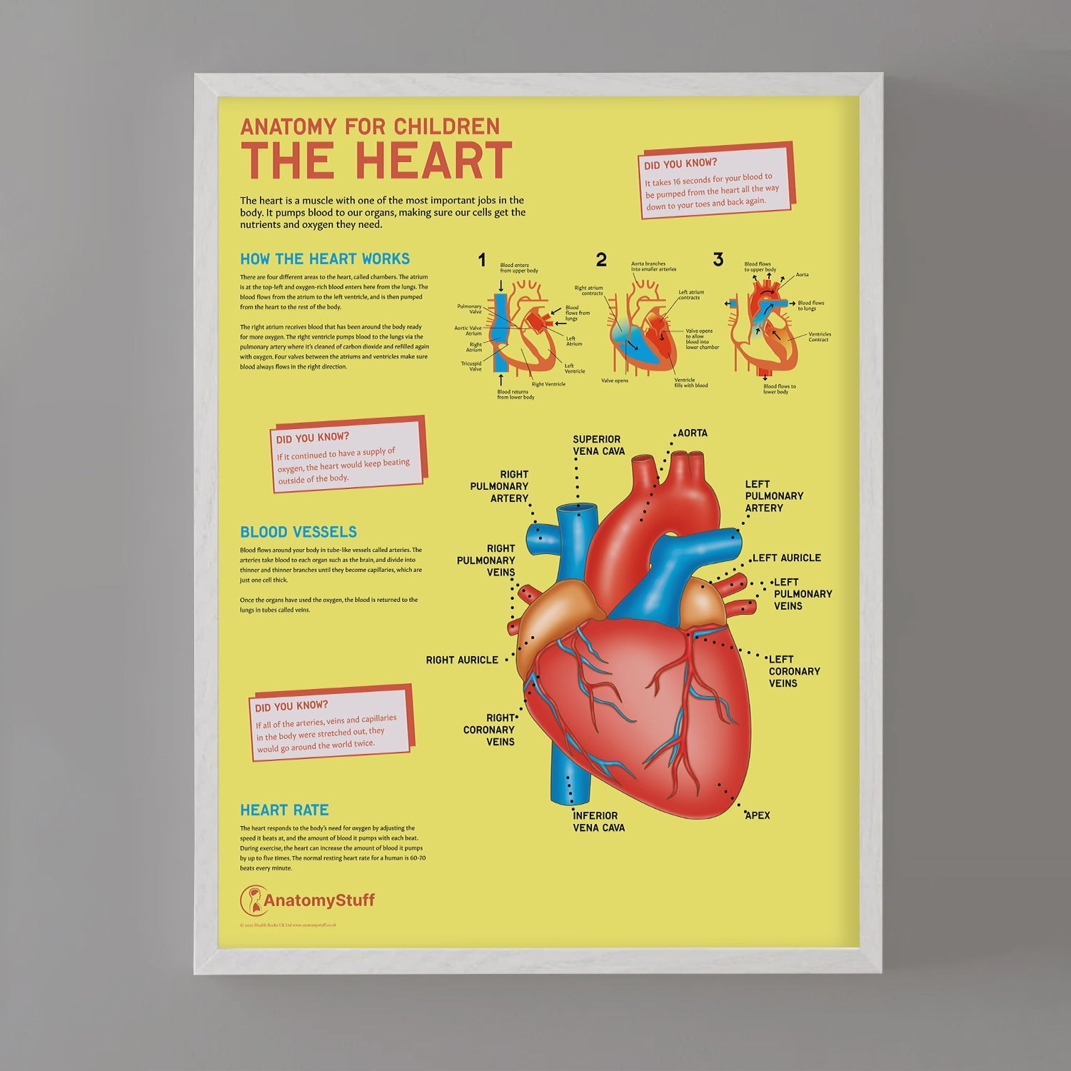 Anatomy for Children: The Heart Chart / Poster - Part of Collection