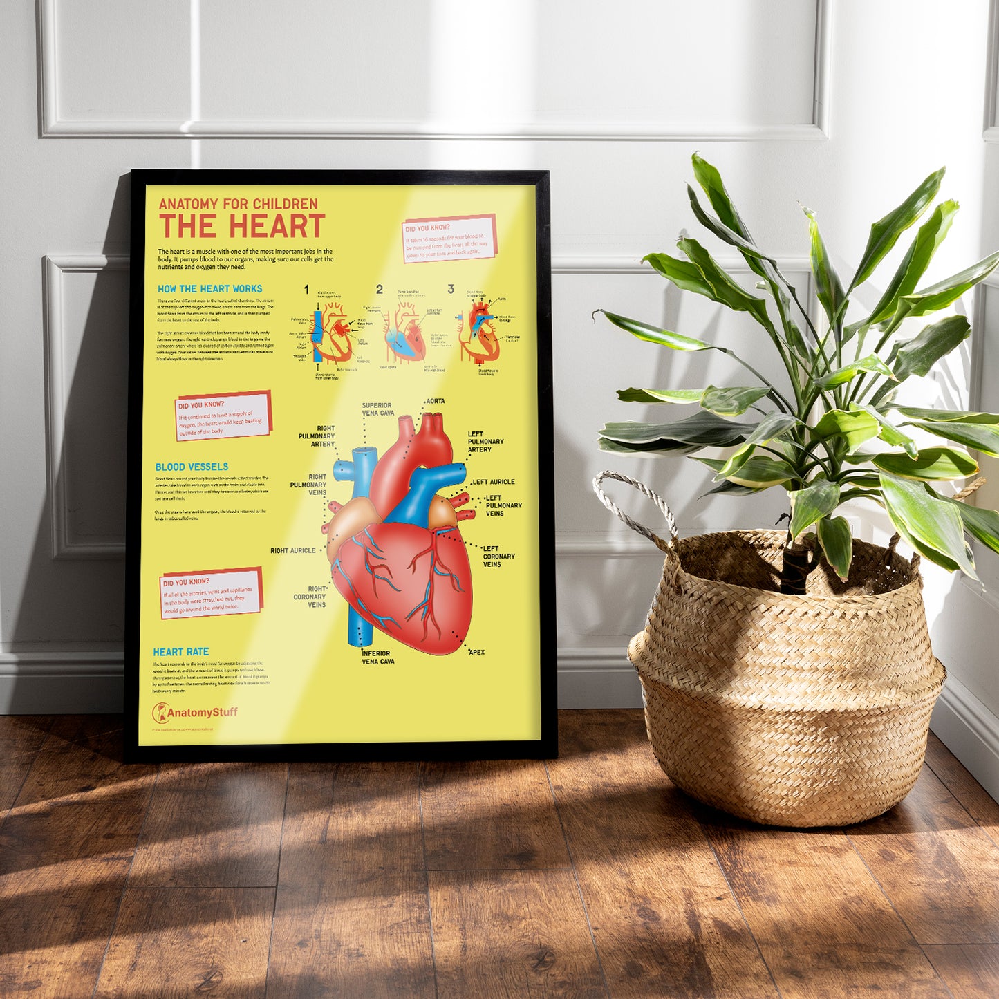 Anatomy for Children: The Heart Chart / Poster