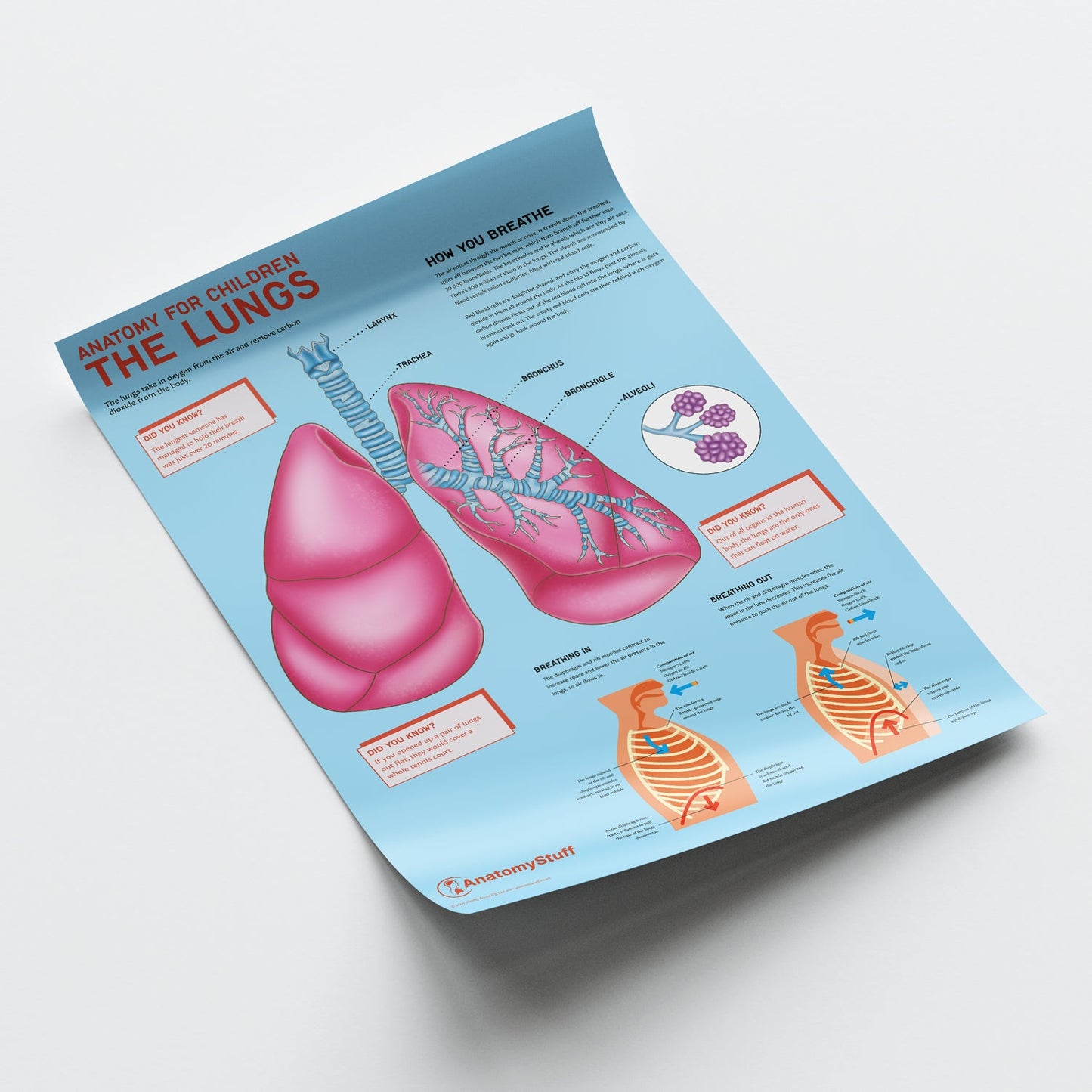 Anatomy for Children: The Lungs Chart / Poster - Part of Collection