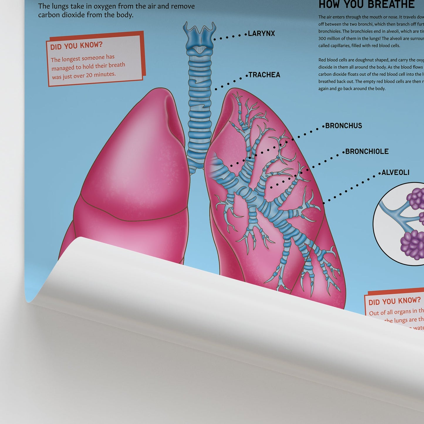 Anatomy for Children: The Lungs Chart / Poster - Part of Collection