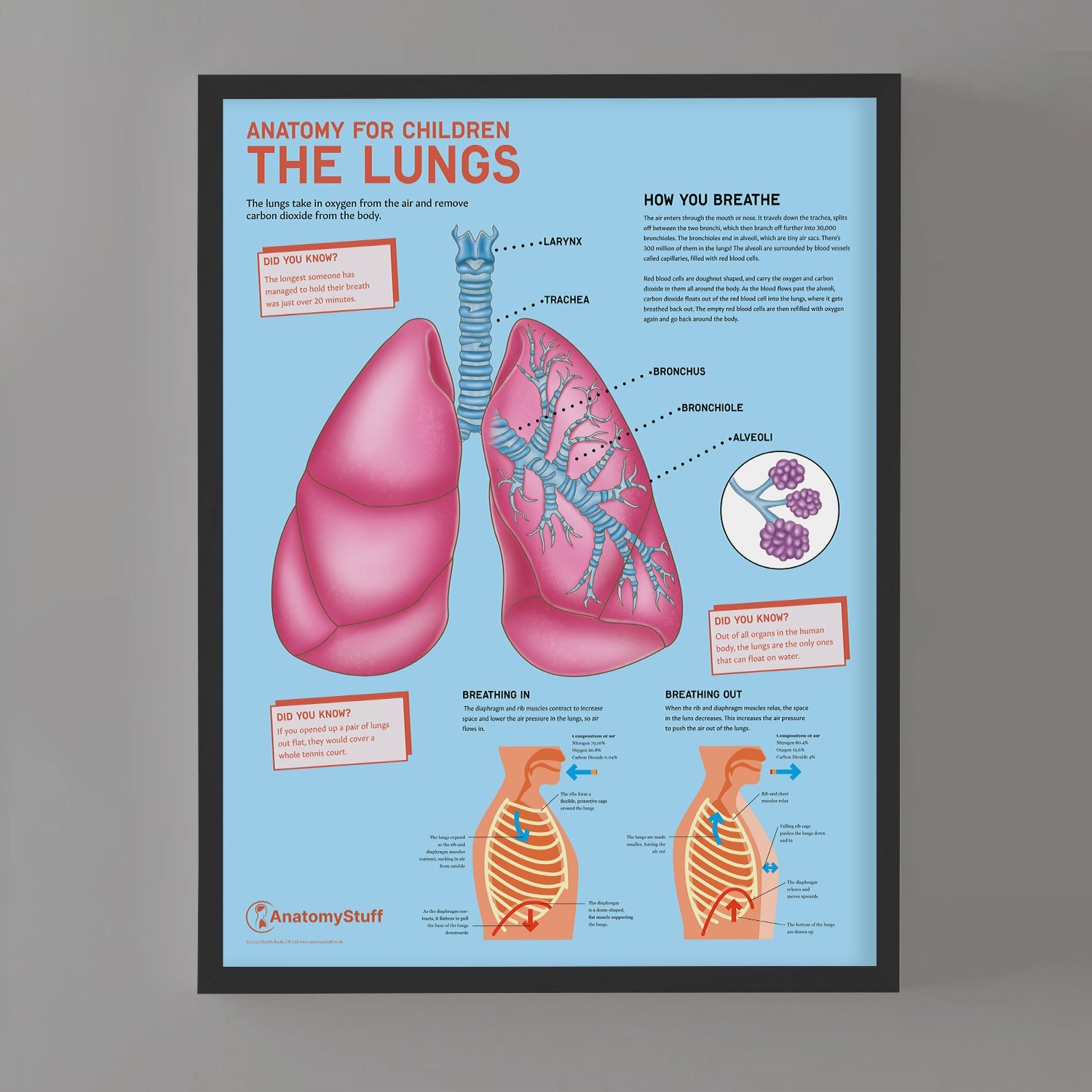 Anatomy for Children: The Lungs Chart / Poster - Part of Collection
