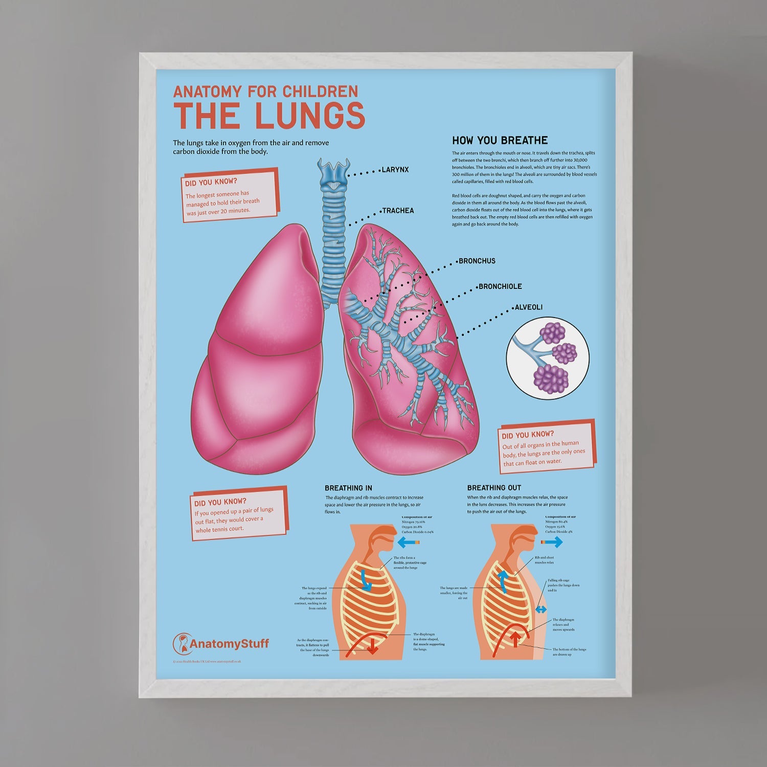 Anatomy for Children: The Lungs Chart / Poster - Part of Collection