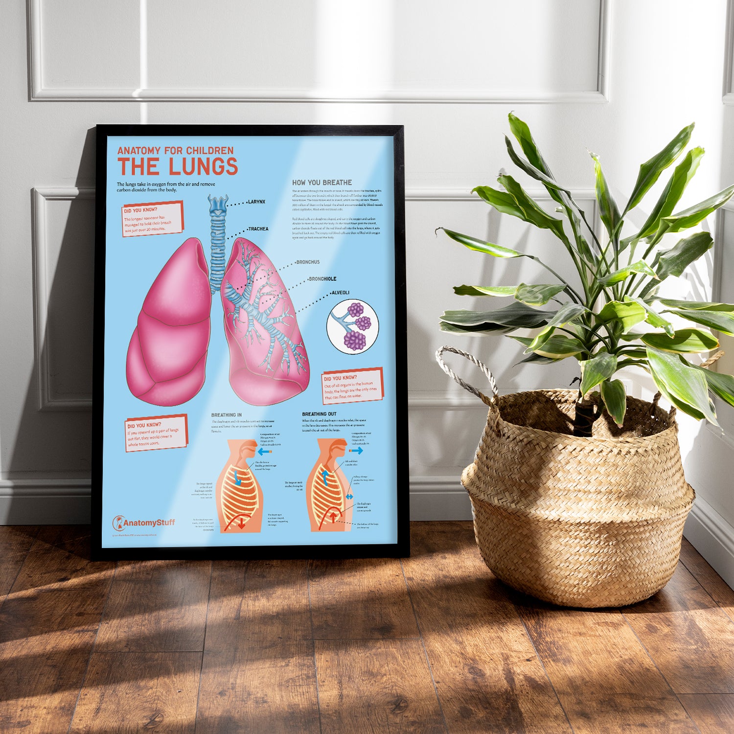 Anatomy for Children: The Lungs Chart / Poster