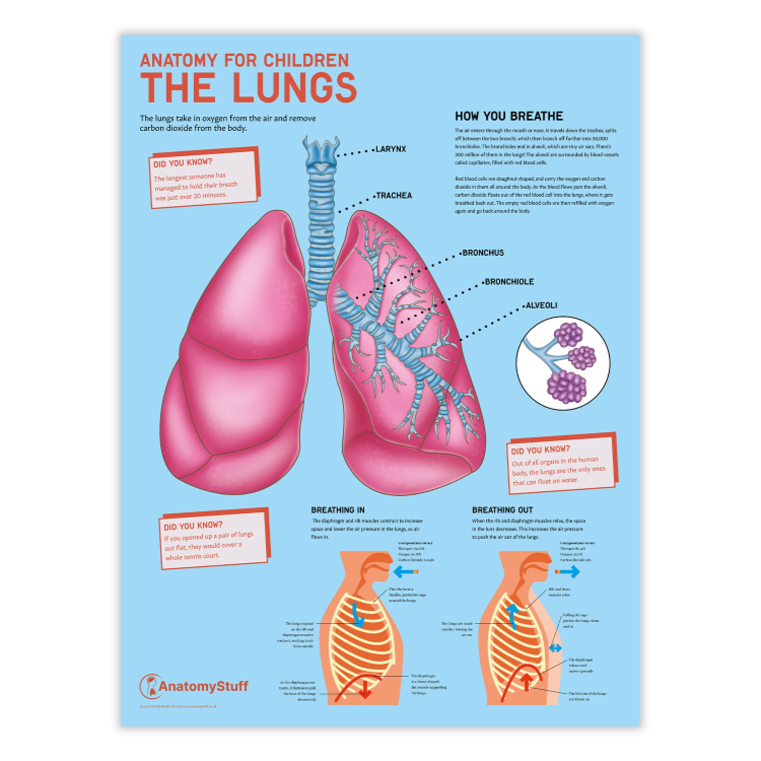 Anatomy for Children: The Lungs Chart / Poster