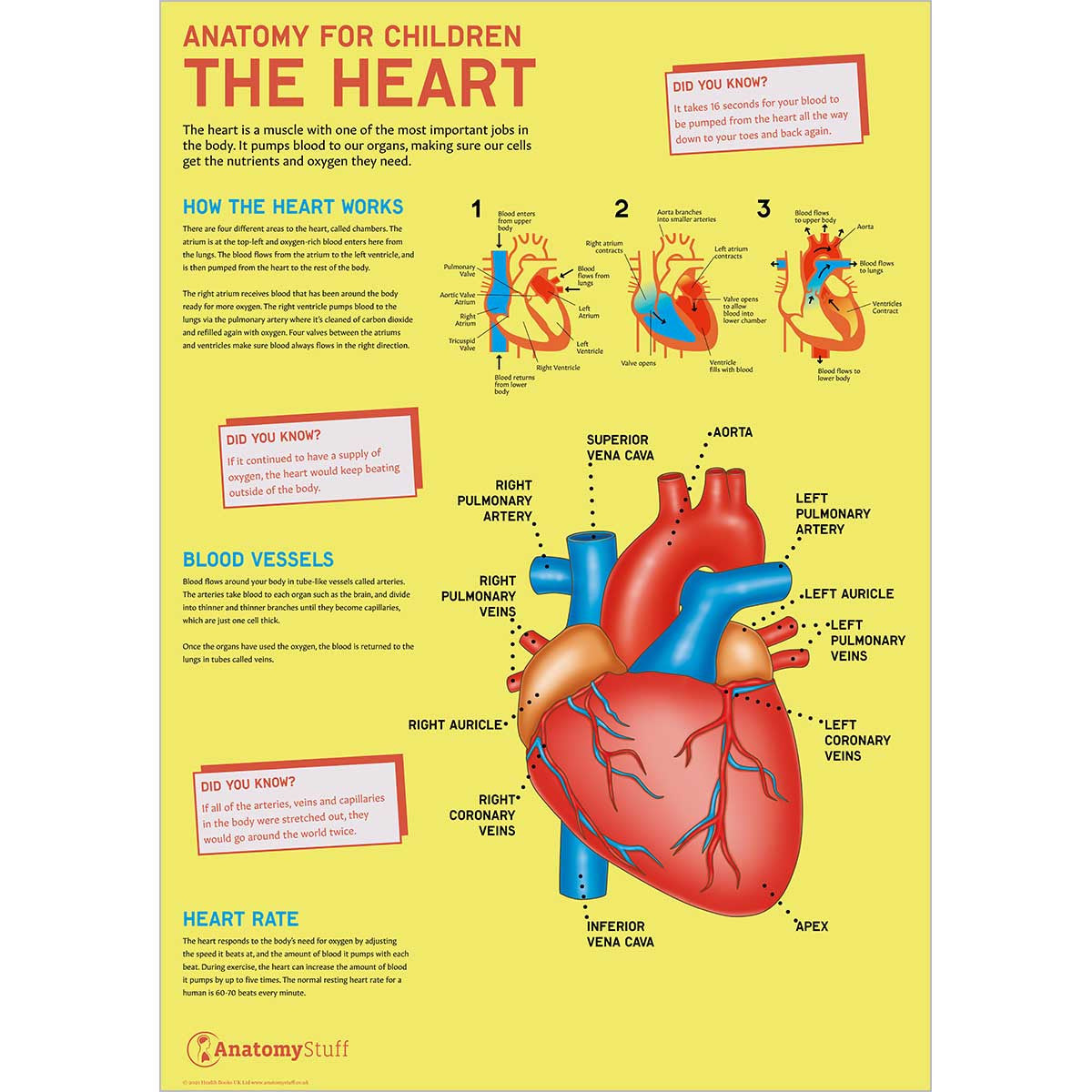 Anatomy for Children 4 Poster Collection
