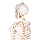 Switch Anatomical Female Skeleton 2 image