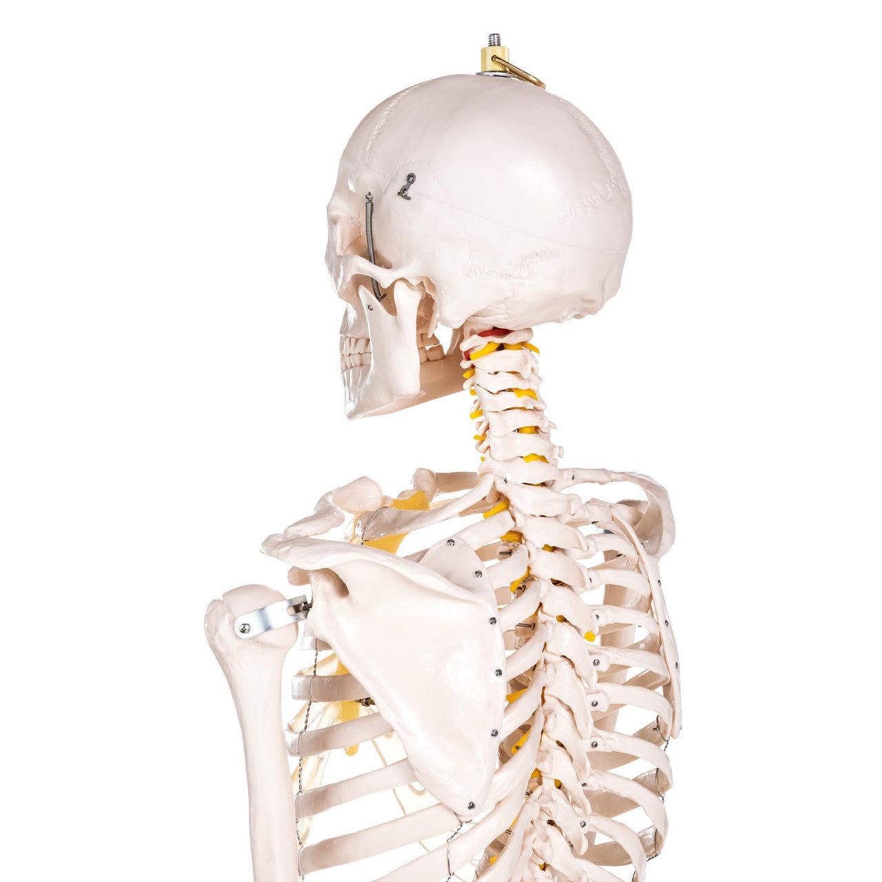 Budget Life-Size Skeleton Model with Female Pelvis