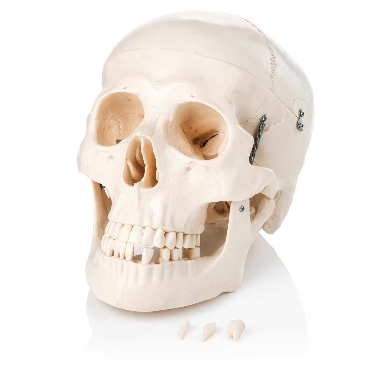Budget Skull Model with 8-part Brain