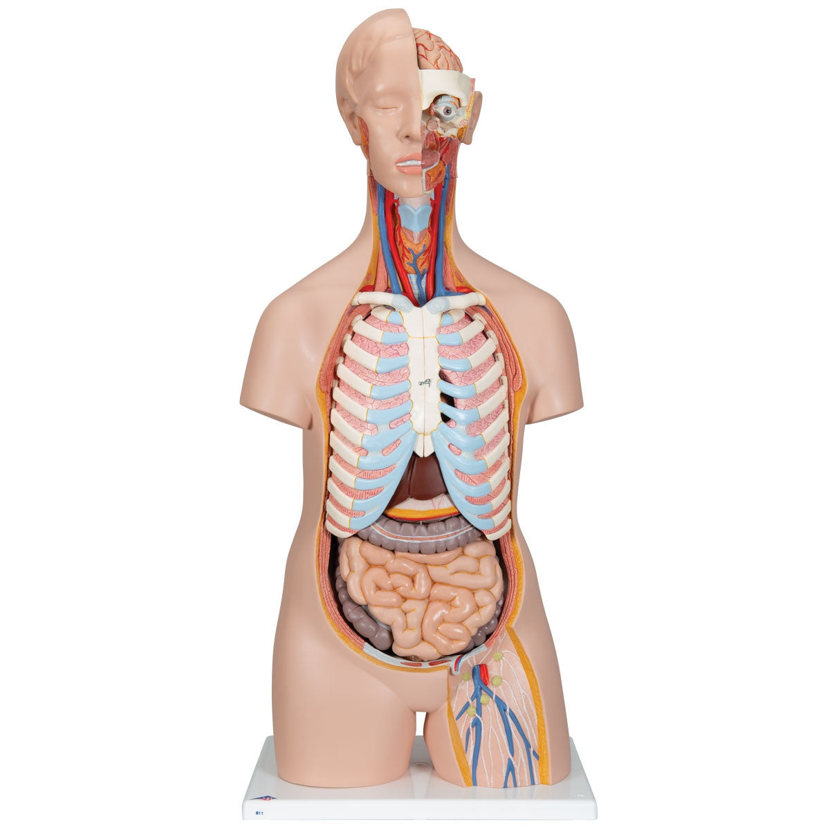Classic Unisex Torso Anatomy Model (16 part)