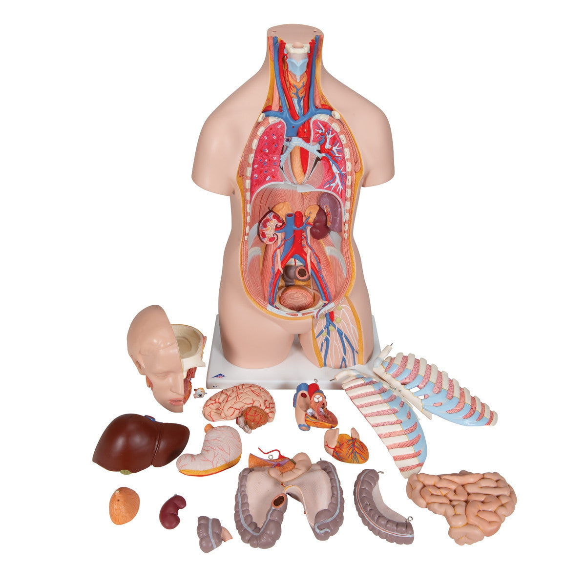Classic Unisex Torso Anatomy Model (16 part)