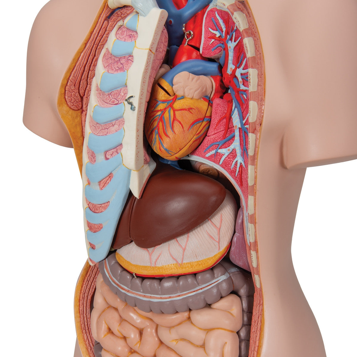 Classic Unisex Torso Anatomy Model (16 part)
