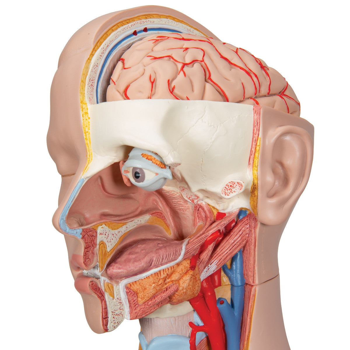 Classic Unisex Torso Anatomy Model (16 part)
