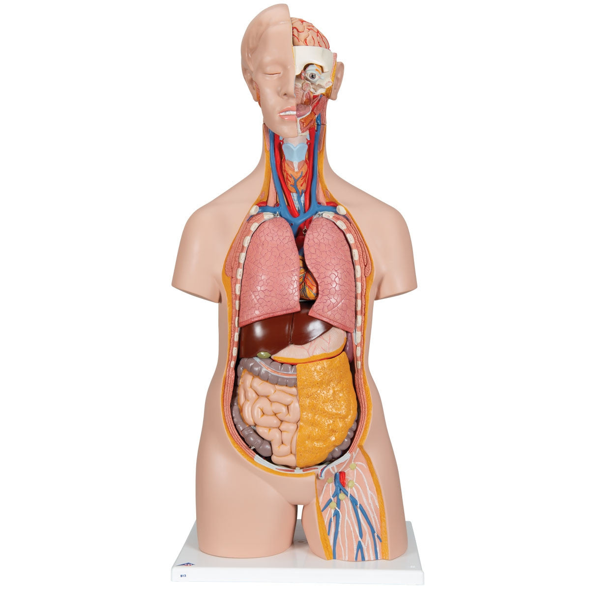 Classic Unisex Torso Model (14 parts)