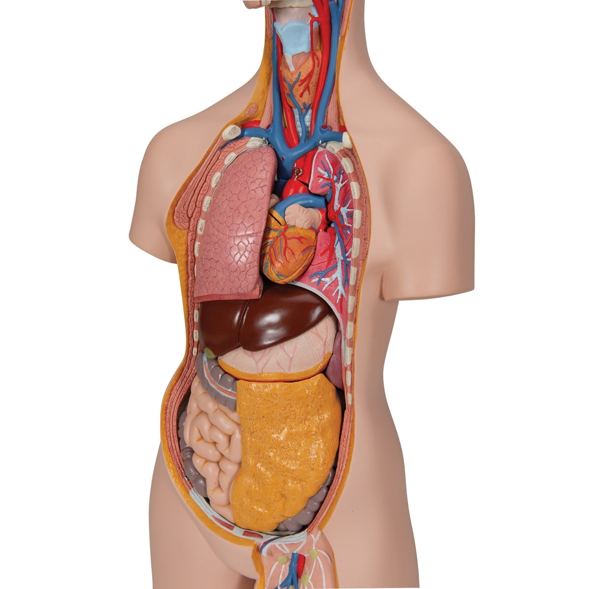 Classic Unisex Torso Model (14 parts)