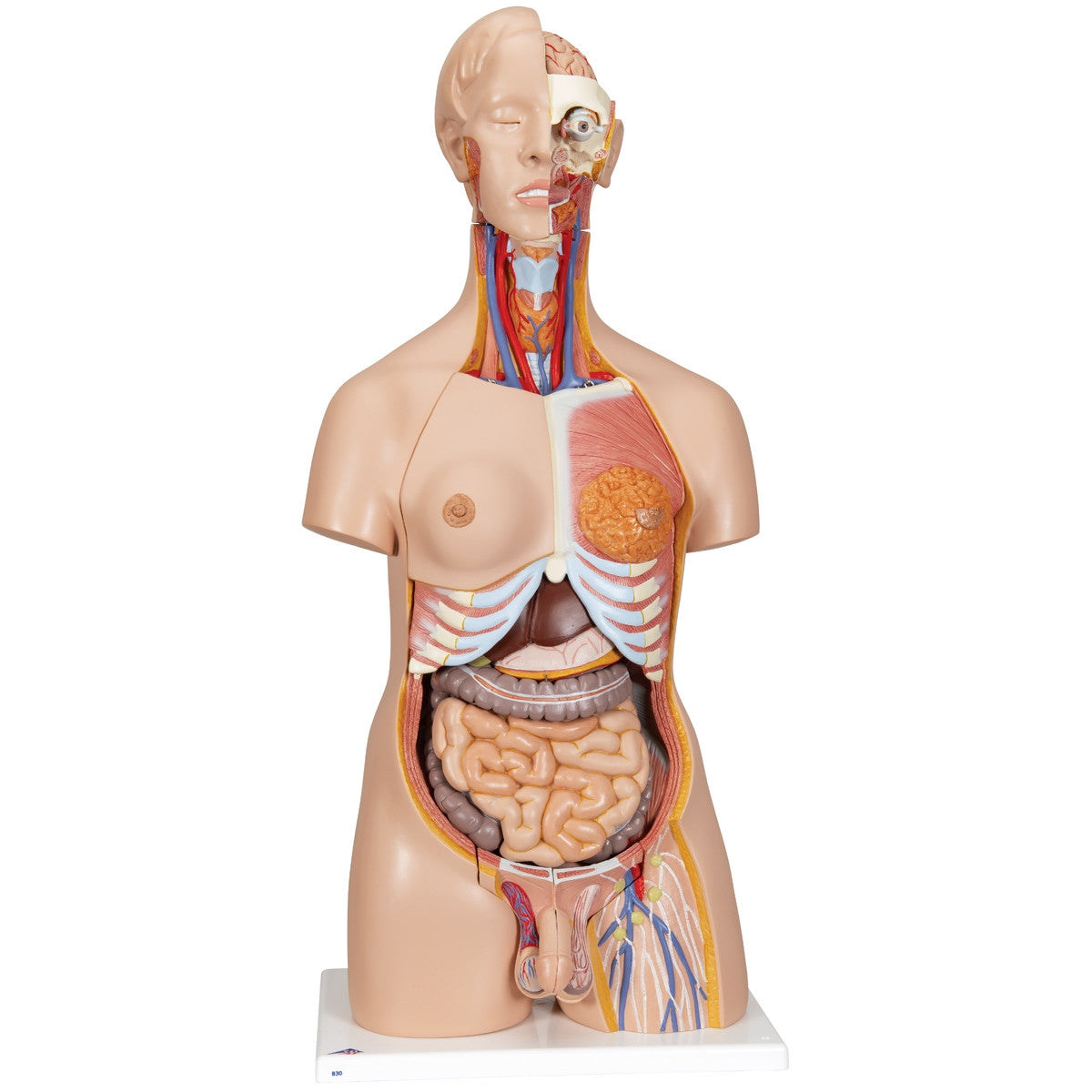 Deluxe Dual-Sex Torso Model (24 part)