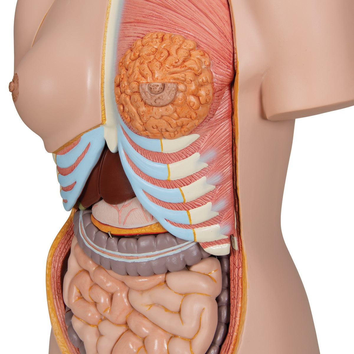Deluxe Dual-Sex Torso Model (24 part)