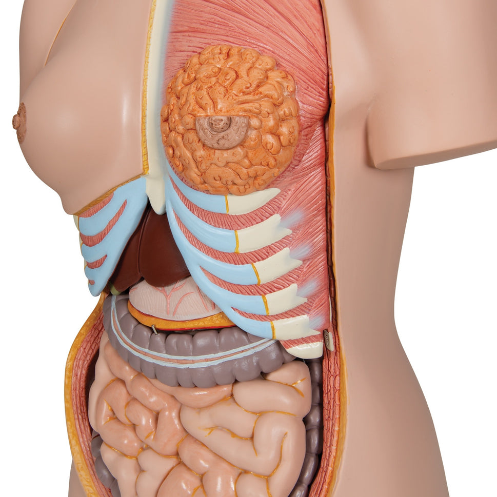 Deluxe Dual-Sex Torso Model (24 part)