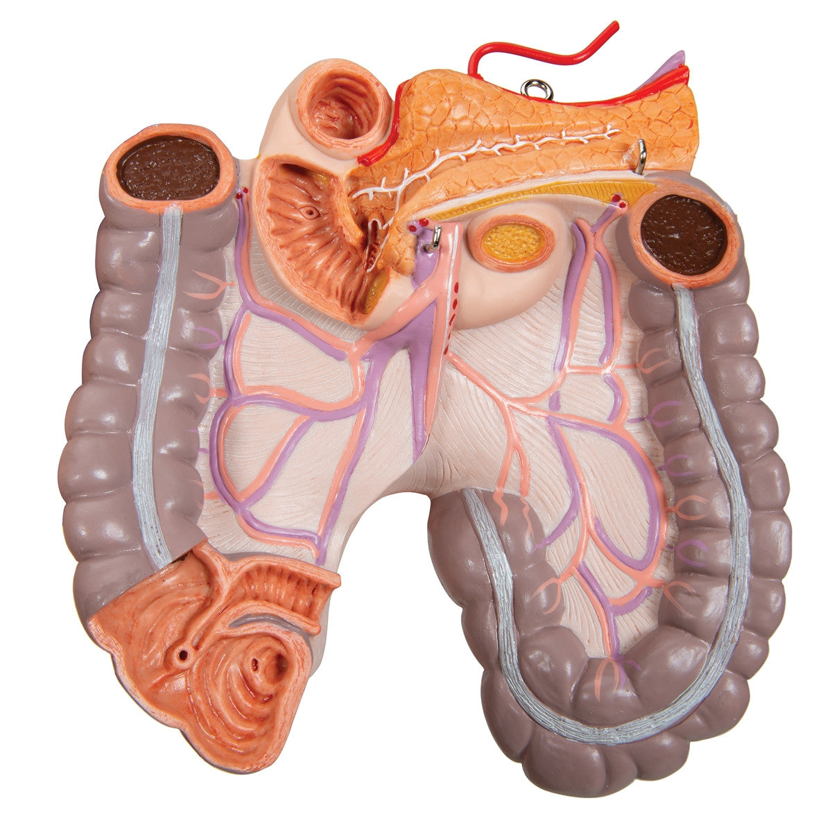 Deluxe Dual-Sex Torso Model (24 part)